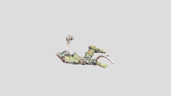 Branch with moss 3D Model