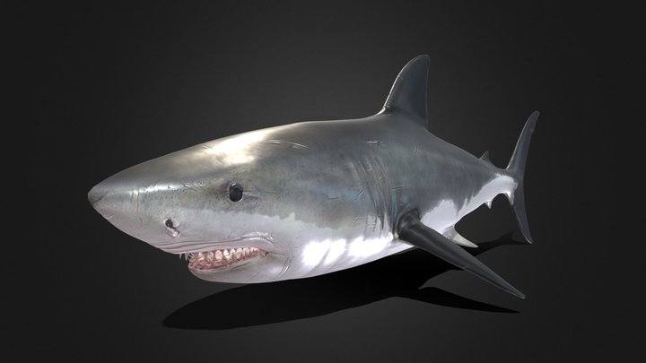 Shark - 3D model by Owltic [f6a717d] - Sketchfab