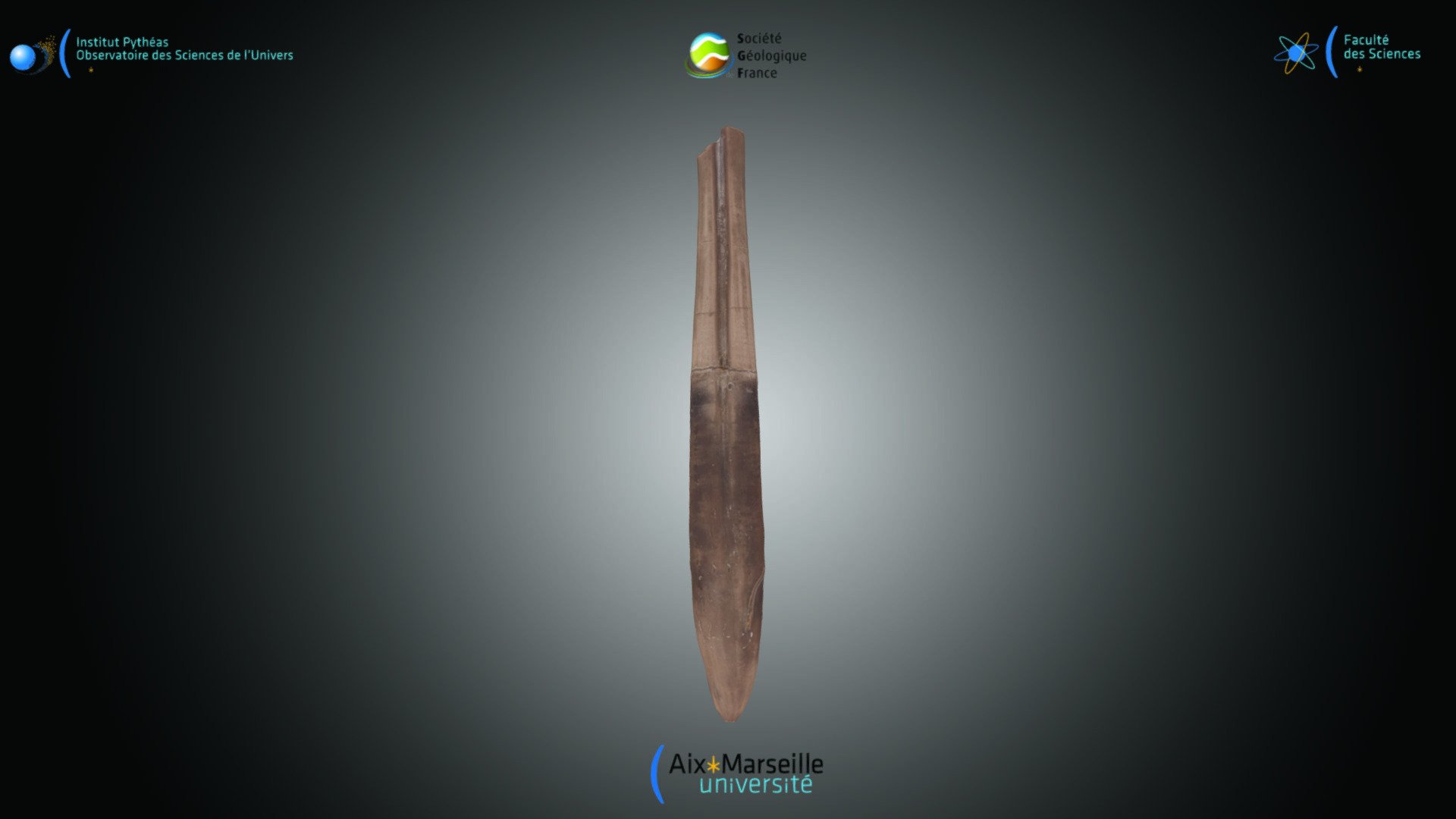 Bélemnite - Hibolites sp.
