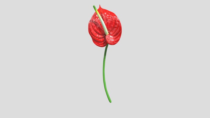 Anthurium Flower 3D Model