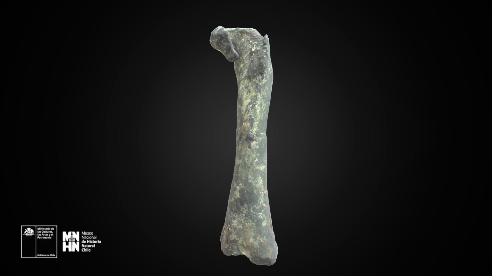 Chilesaurus diegosuarezi. Fémur izquierdo