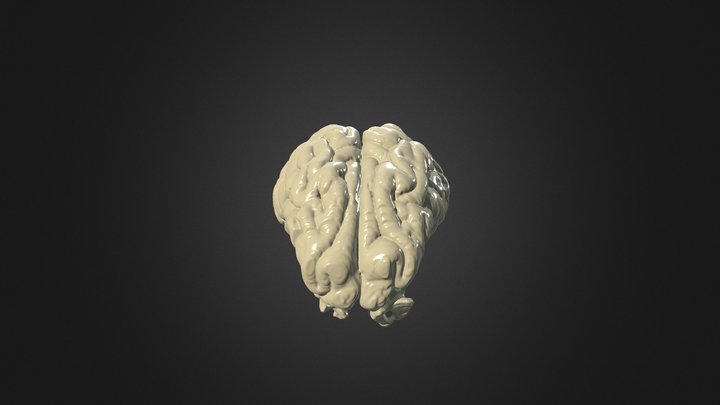 Pig Brain 3D Model
