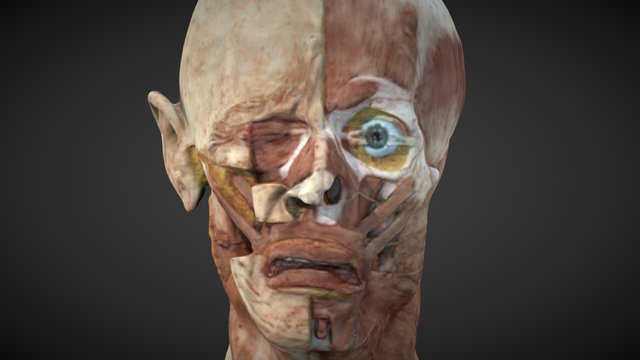 Anatomy of crying 3D Model