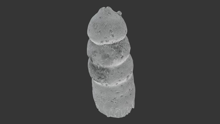 Foraminifera: Nodosarioidea