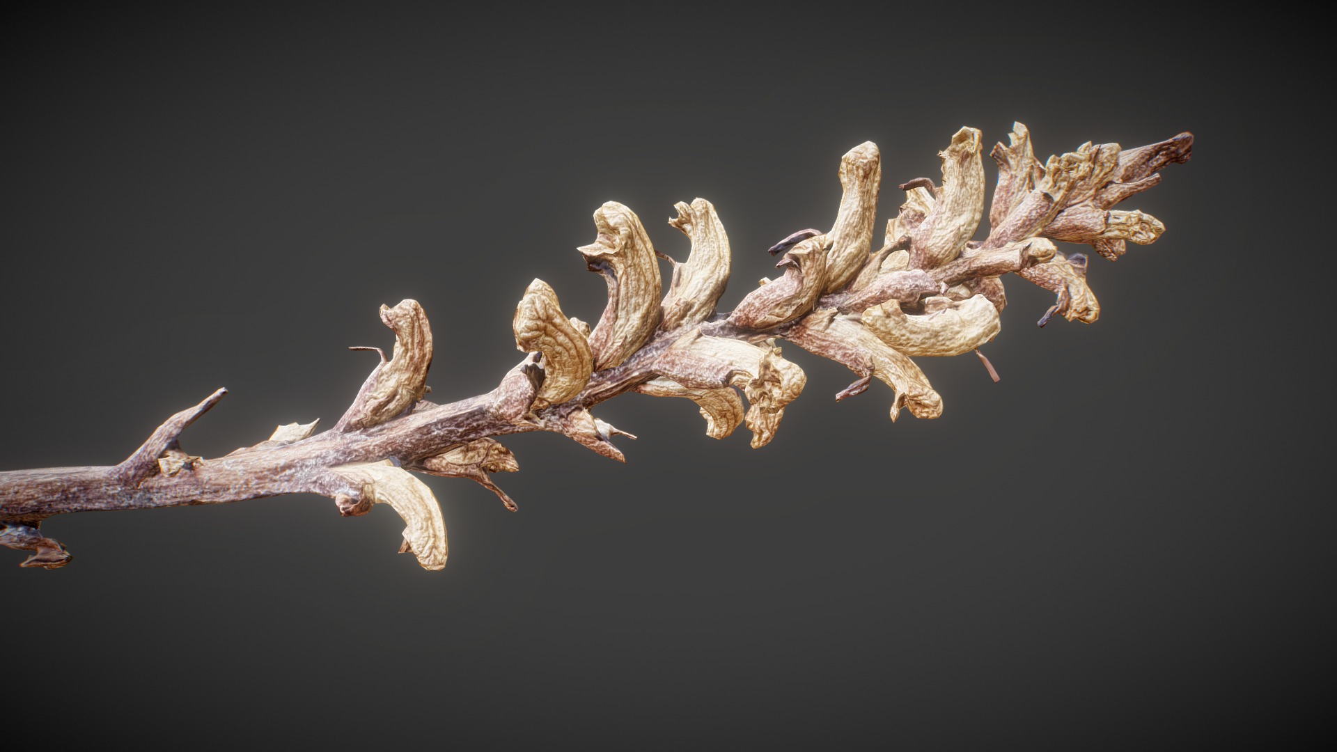 3D model Dried-plant 02 - This is a 3D model of the Dried-plant 02. The 3D model is about a group of dried branches.