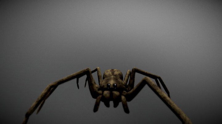 Spider Model 3D Model