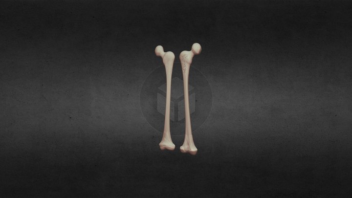 human femur bone 3D Model