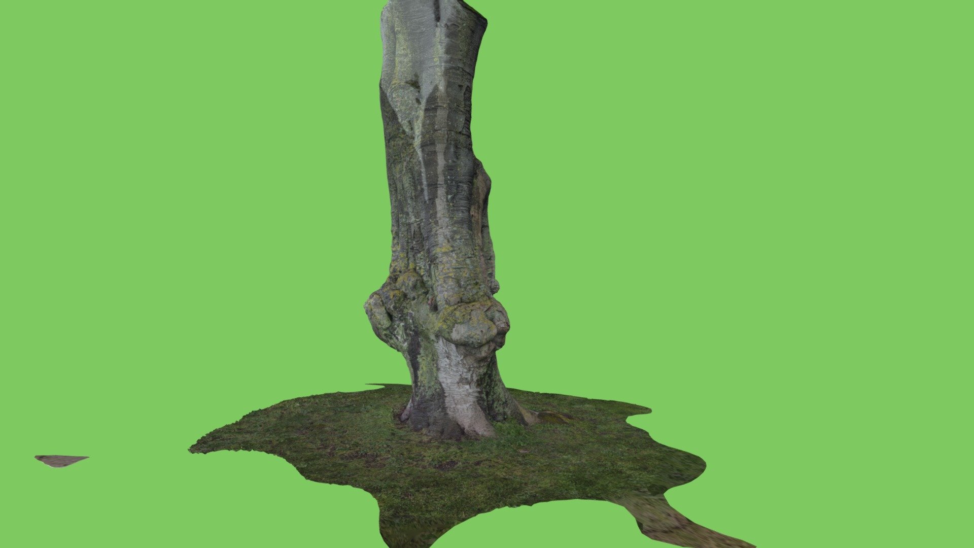 tree trunk - Trnio Scan