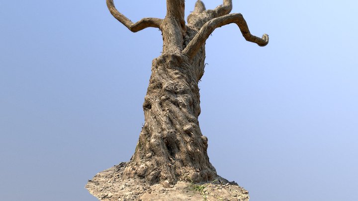 Old Lilac Tree #2 3D Model