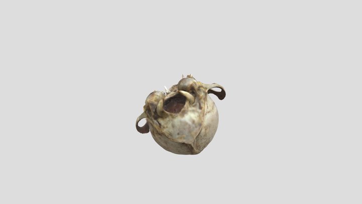 Vulpes_lagopus_U_SAP.ZOO.6050_sca 3D Model