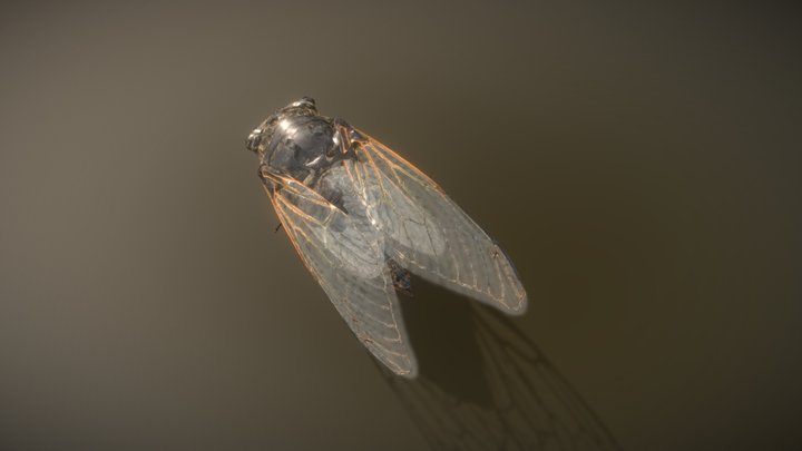 Black giant cicada (Cryptotympana facialis) 3D Model