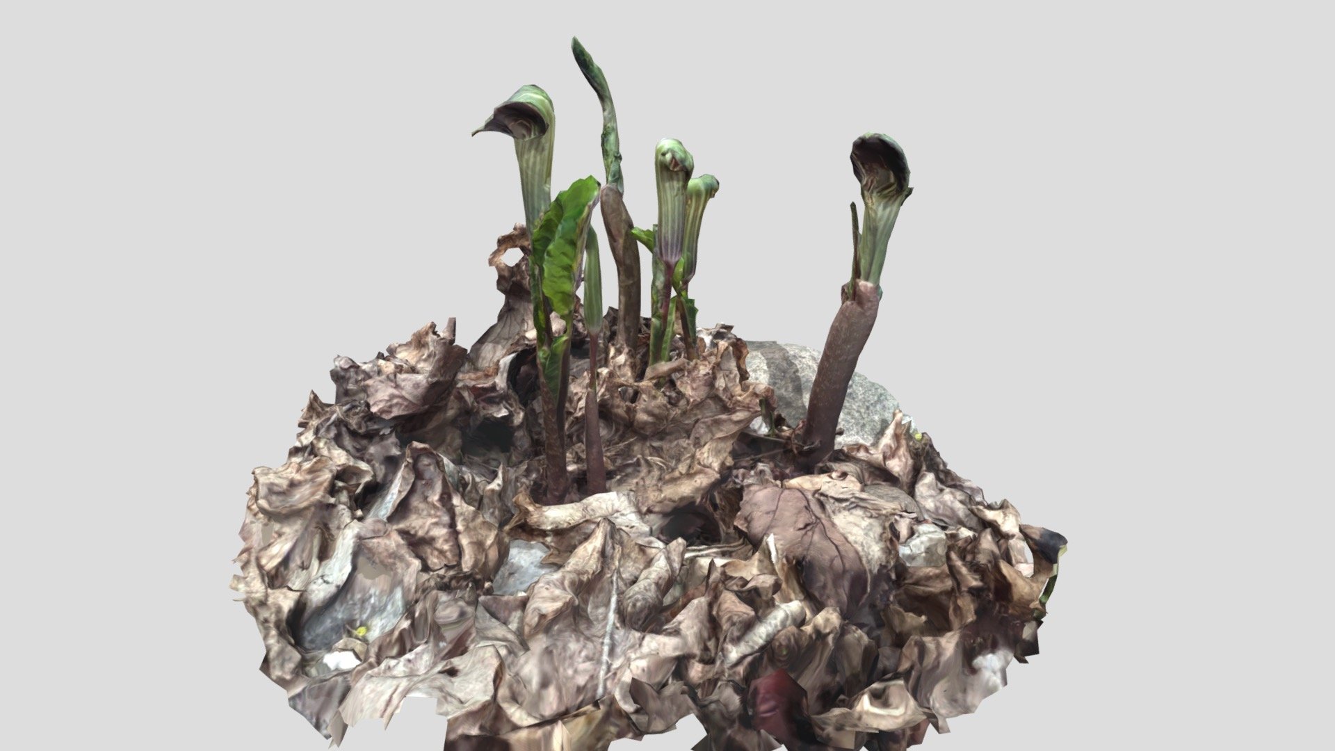 Jack In The Pulpit