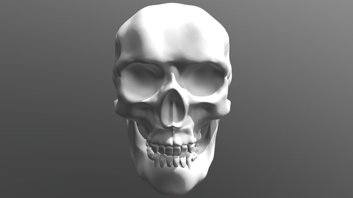 Female Skull 3D Model