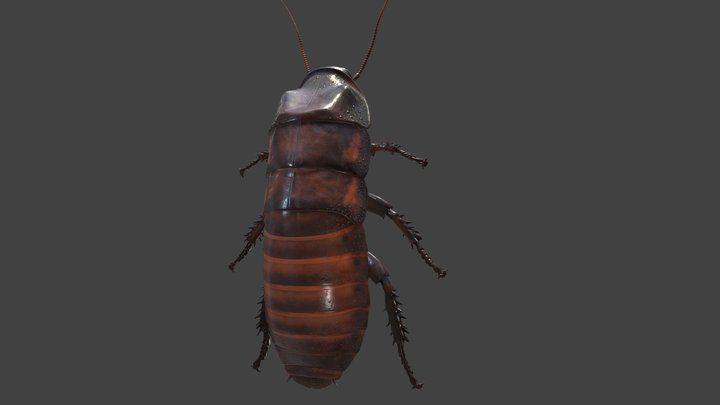 Madagascar Hissing Cockroach - Cinema Quality 3D Model