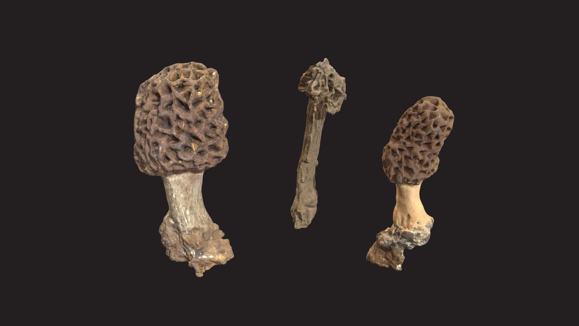 Model Morel mushrooms 3D model by Cleveland Museum of Natural History