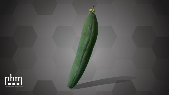 Cucumber (NHMW-AFW-DING-0046-034) – Modello 3D gratuito STL