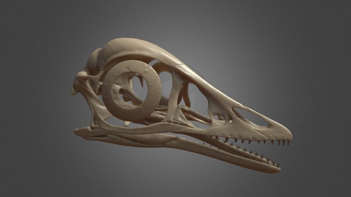 Archaeopteryx Skull 3D Model