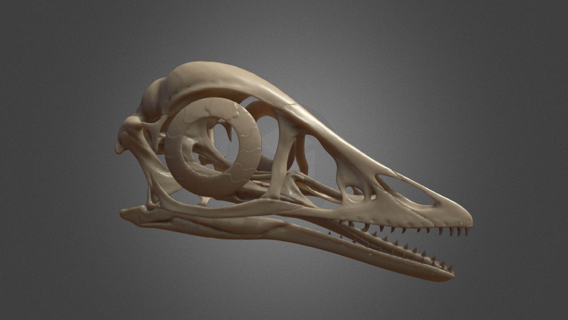 3D model Archaeopteryx Skull - This is a 3D model of the Archaeopteryx Skull. The 3D model is about a close-up of a sculpture.
