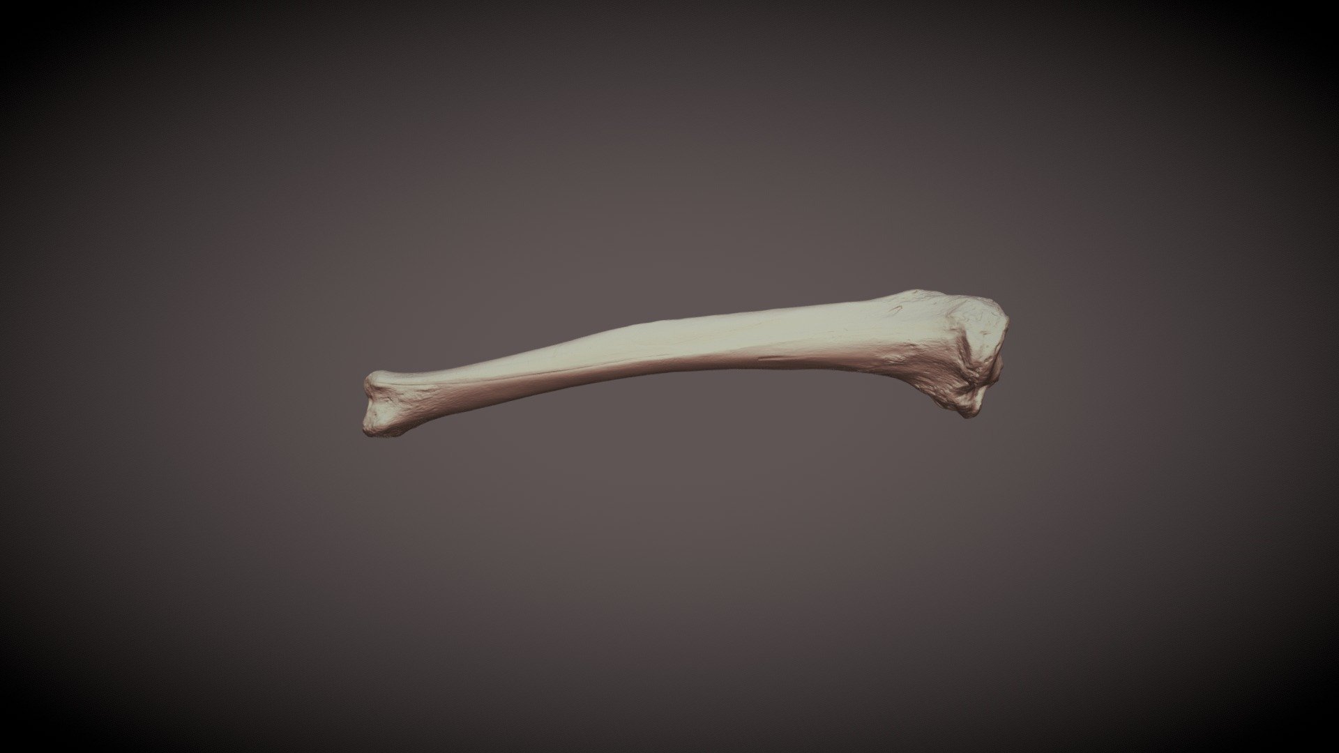 Tibia - 3D model by OrJames Labs (@orjameslabs) [f6dd9bd] - Sketchfab