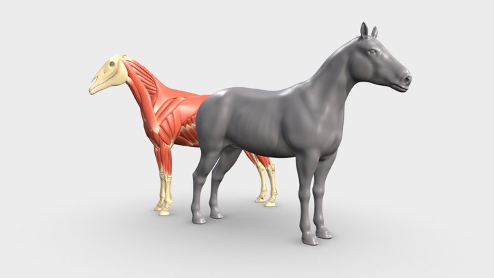 Horse Écorché 3D Model