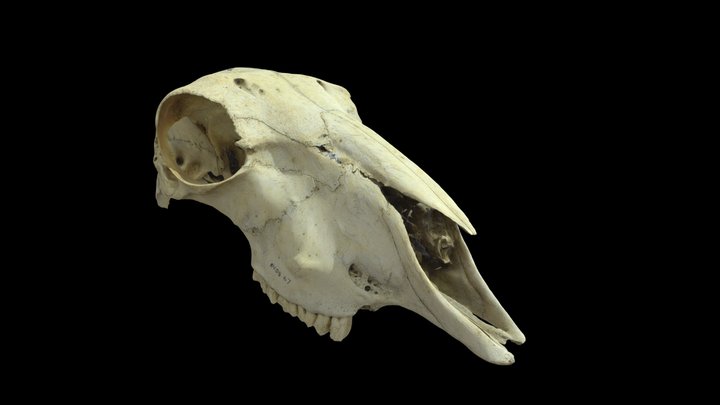 Sheep or Goat Cranium 3D Model