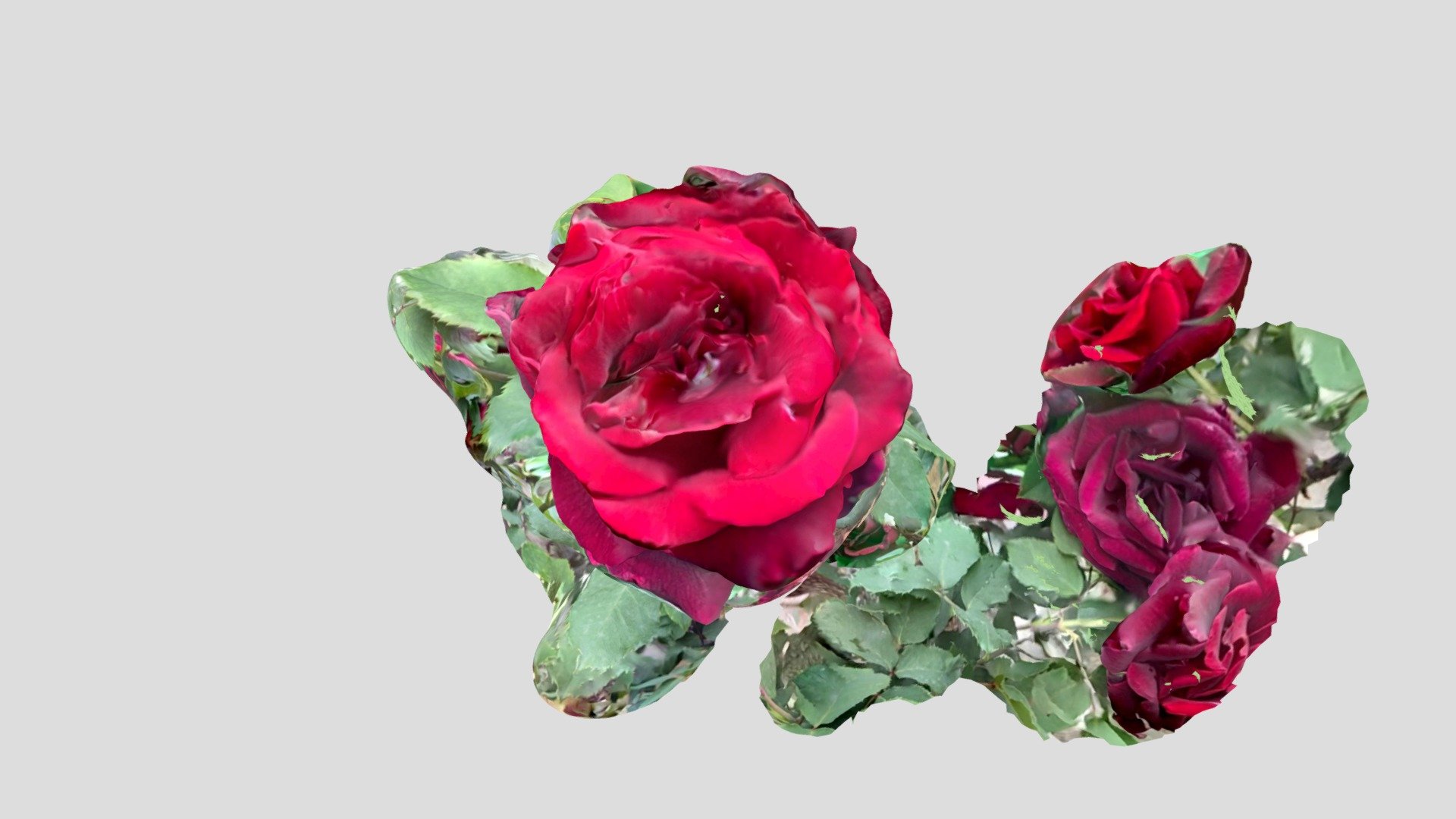 rose(failed),@20210516,chikozan park