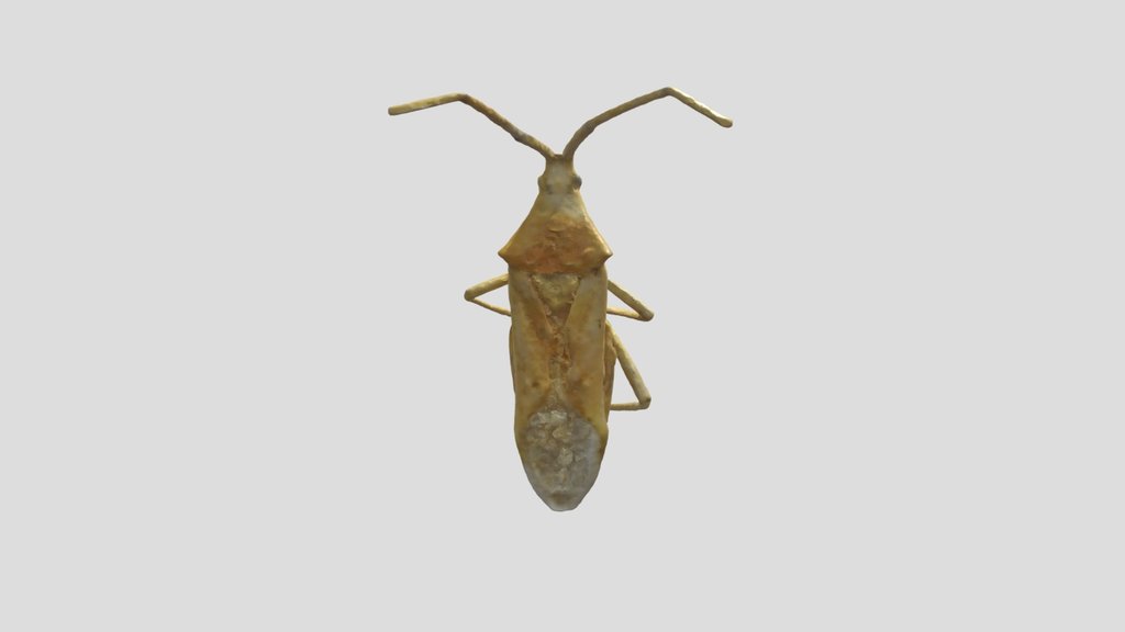 02_ Amplypelta_nitida_ NeRF