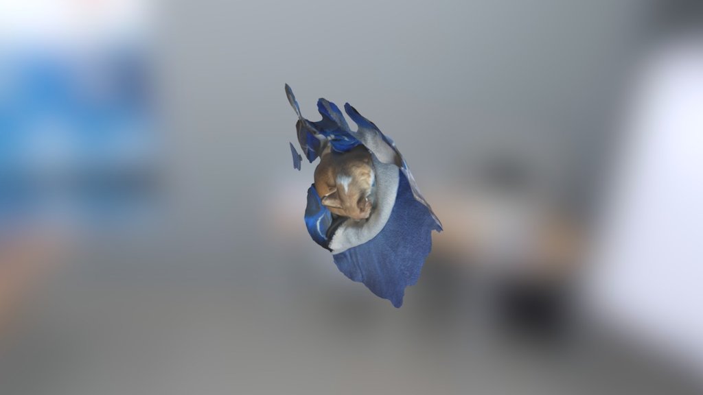 teacup chihuahua