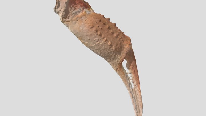 zuwai gani 3D Model