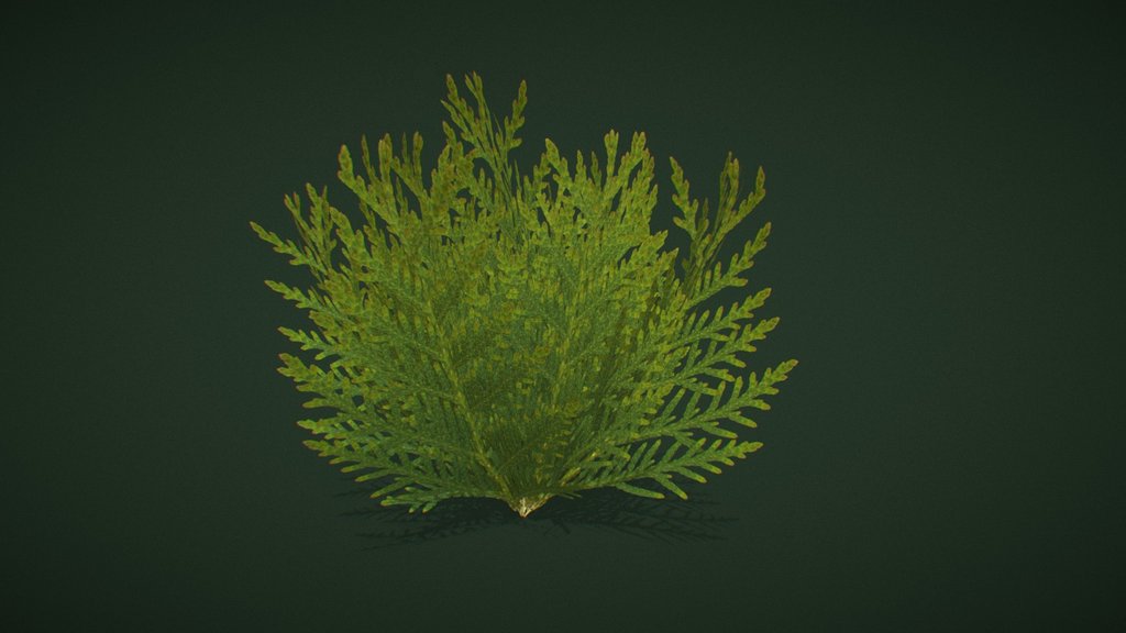 Small bush
