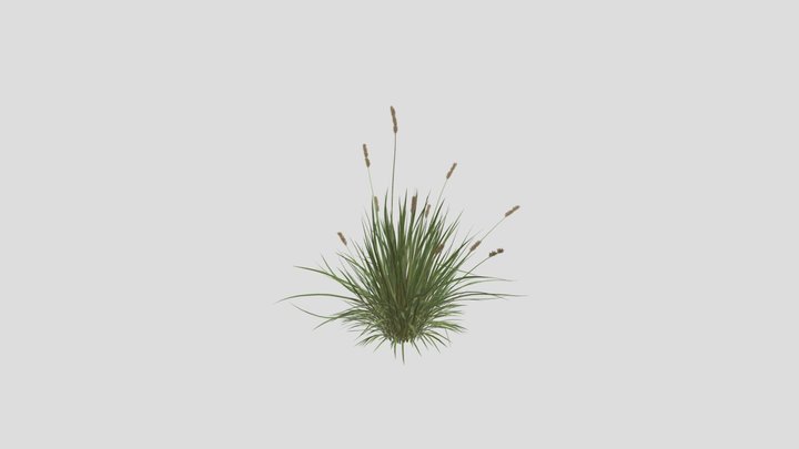 bush 3D Model