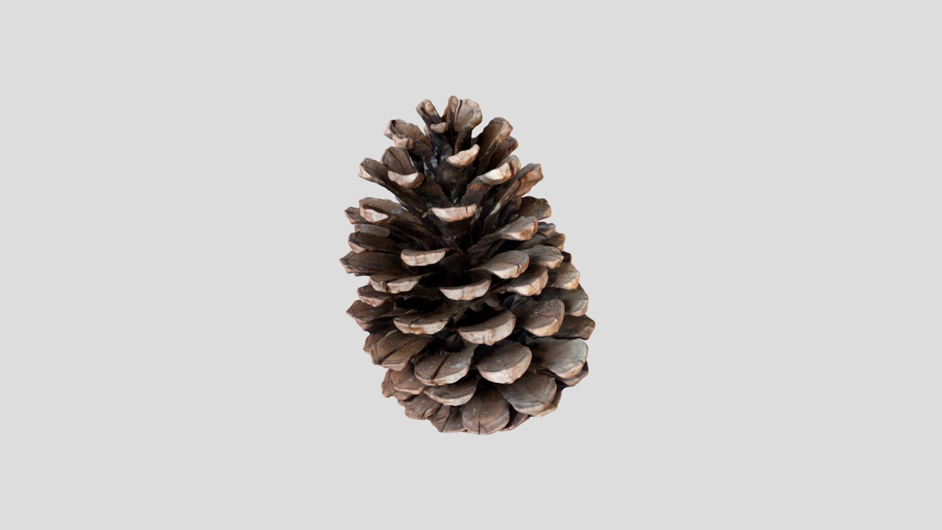 Pinecone pomme de pain