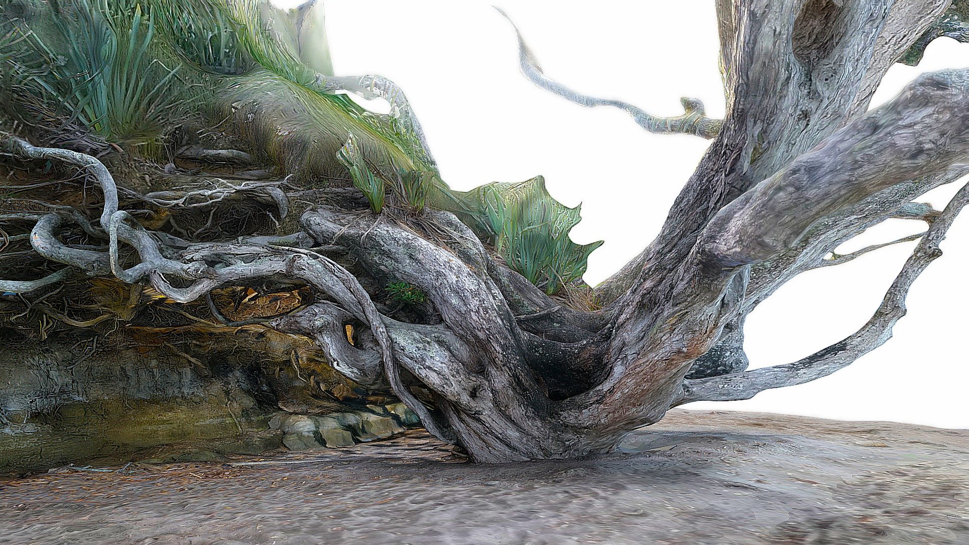 Pohutukawa tree 3 - low poly version