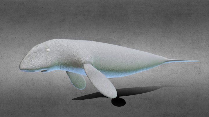 Endangered Species: Dugong(TLC) 3D Model