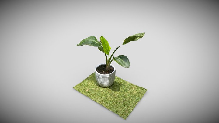 Birds of Paradise 3D Model