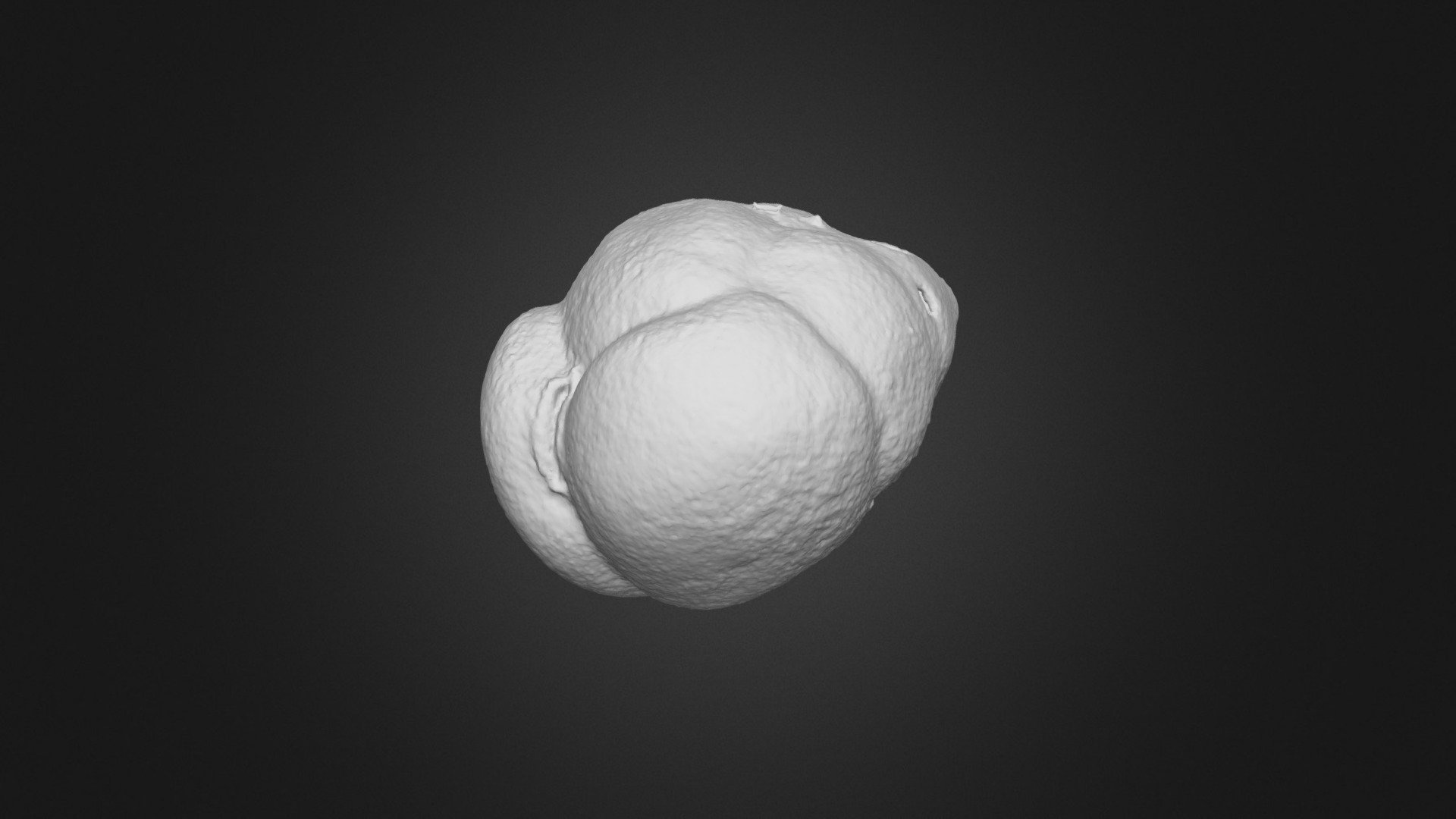 Bulimina genus