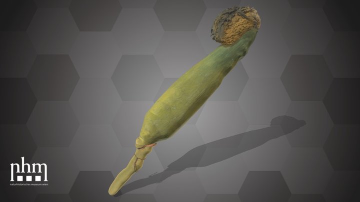 Corn (NHMW-AFW-DING-0046-172) – Modèle 3D gratuit STL