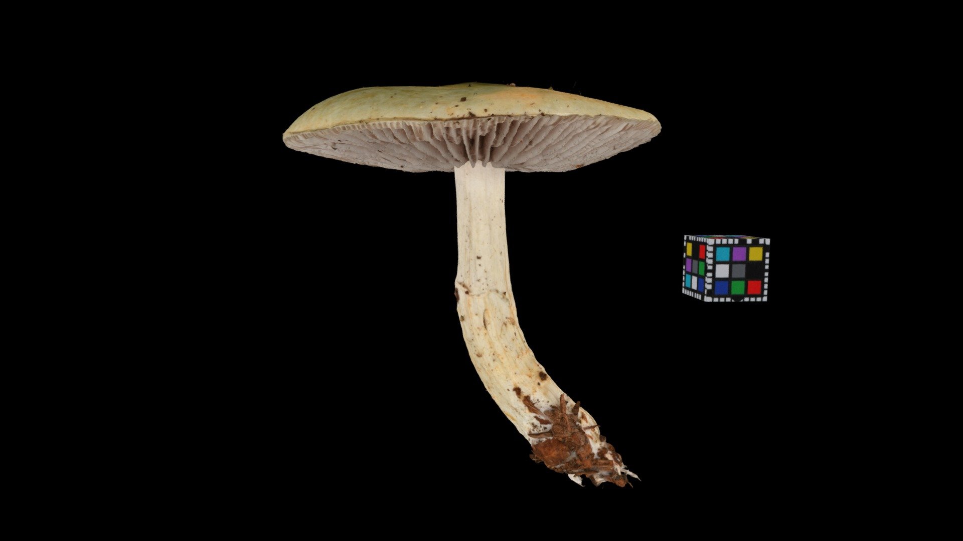キノコ Mushroom (Unidentified yet)