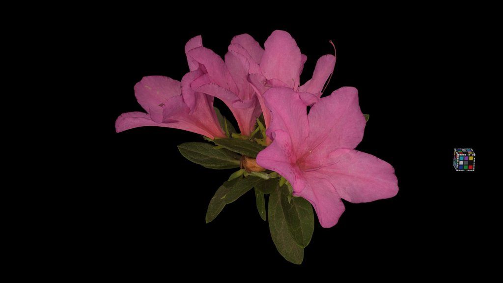 CC0 オオムラサキツツジ Oomurasaki Azalea, R. x pulchrum