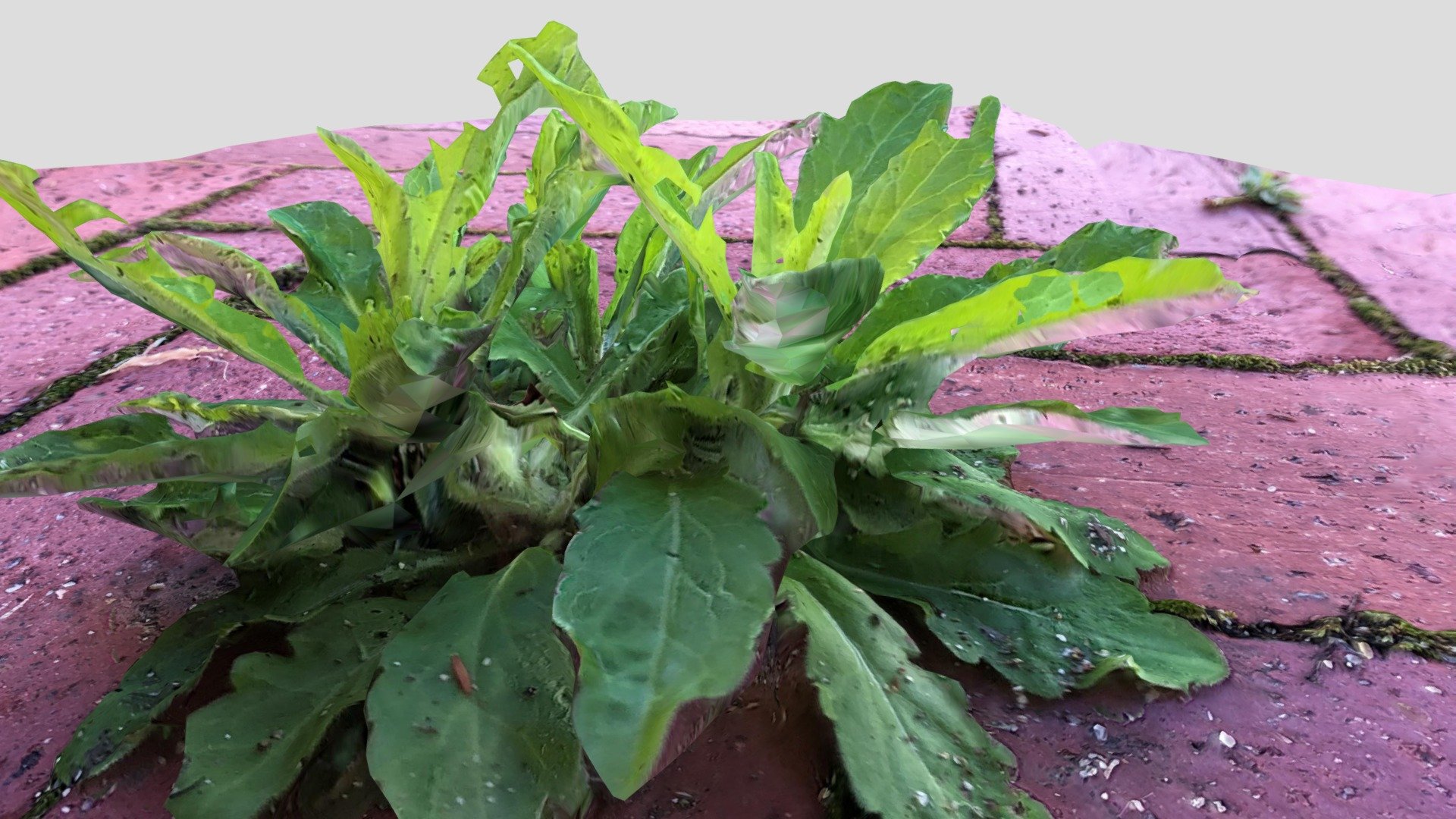 A Plant in UCLA — Sketchfab embed 3D viewer