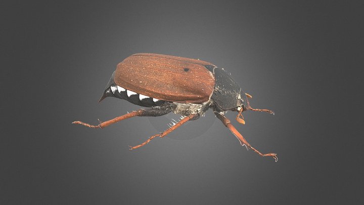 Melolontha melolontha – Free 3D Model STL
