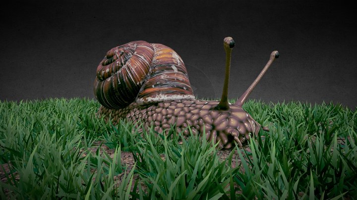 Snail in Grass 3D Model