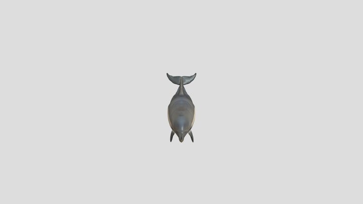 Delfin Comun 3D Model