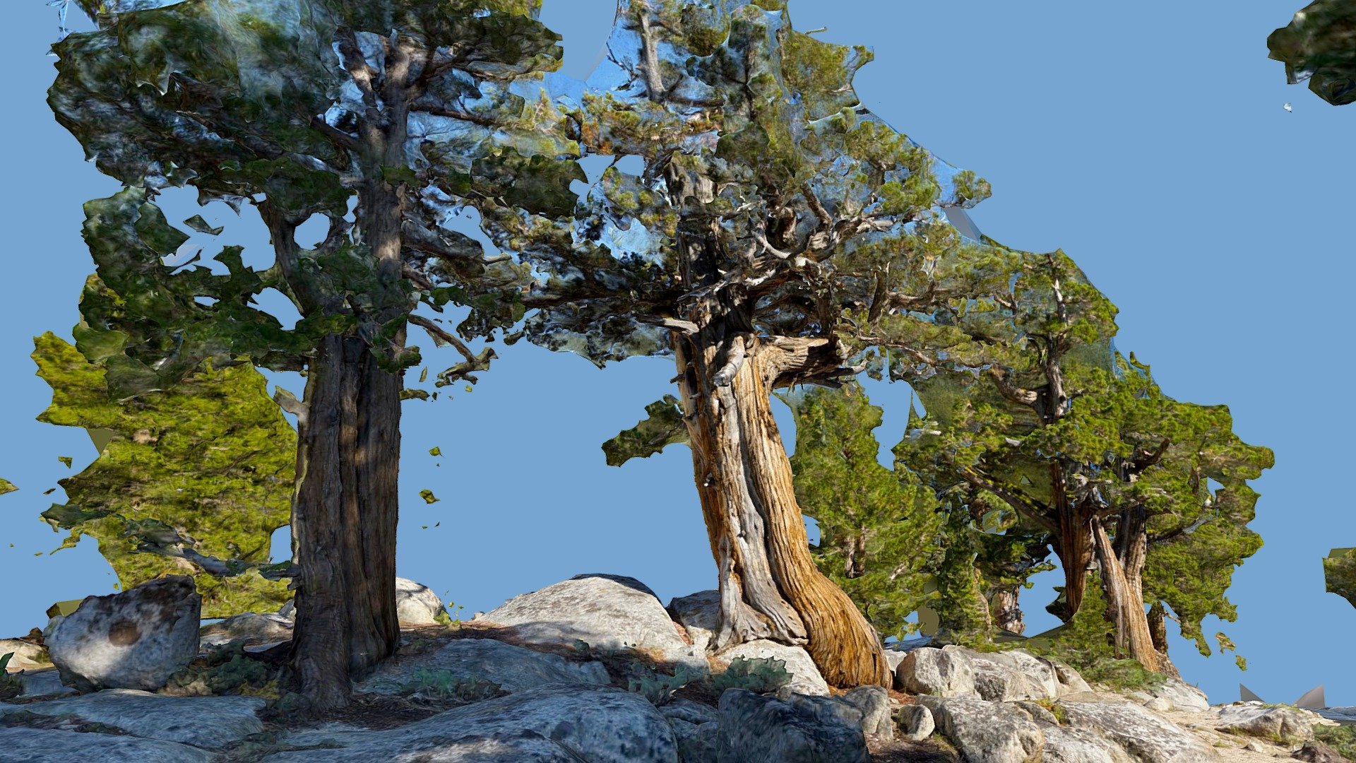 Sierra Junipers
