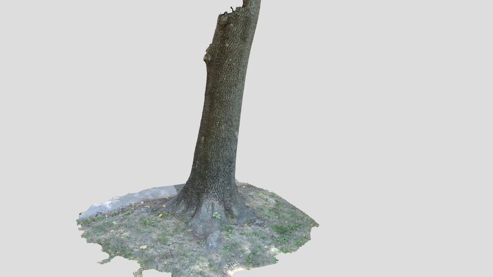Deciduous tree bark 1m faces 3D Model