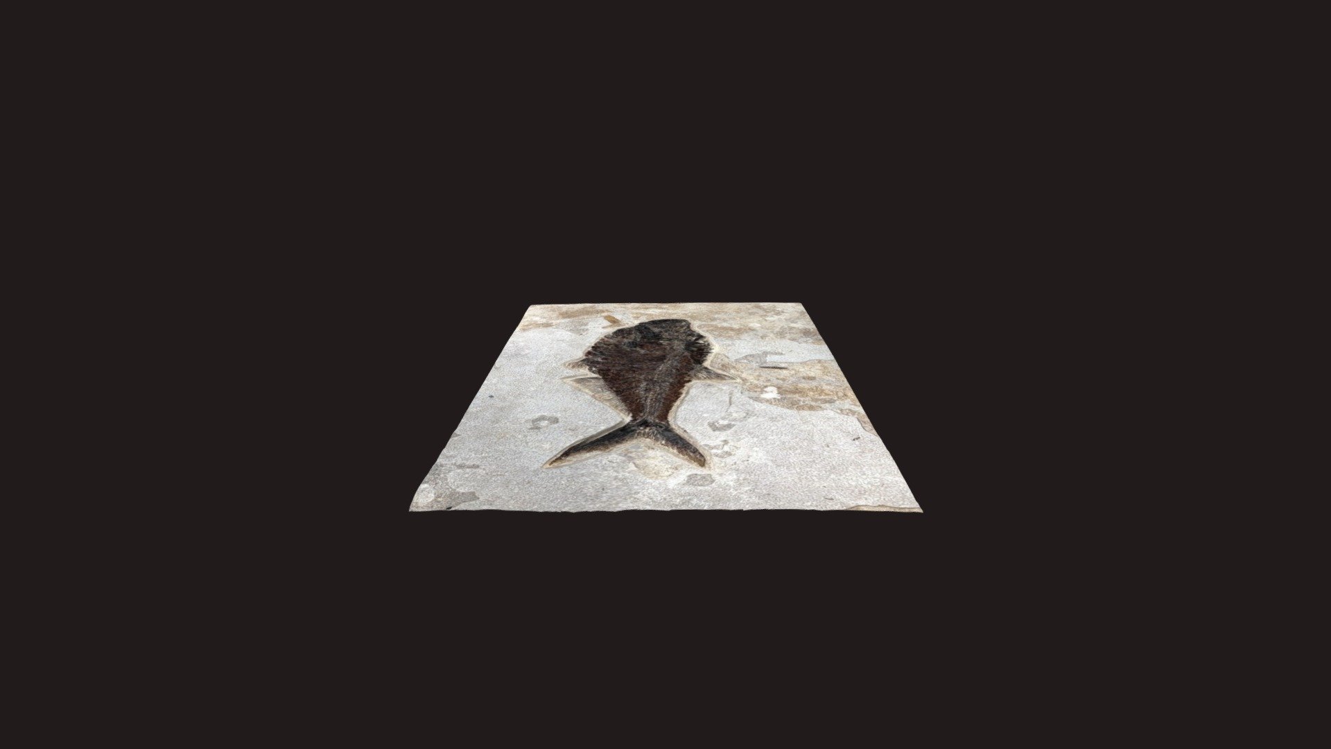 Diplomystus dentatus