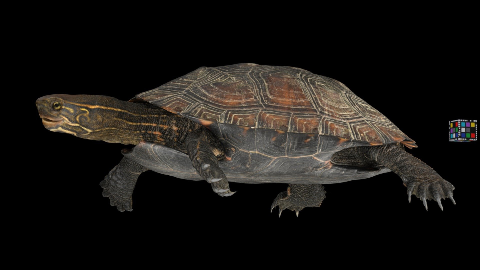 ウンキュウ, ニホンイシガメ と クサガメ の 雑種 Hybrid turtle - Download Free 3D model by  ffish.asia / floraZia.com (@ffishAsia-and-floraZia) [f70e573]