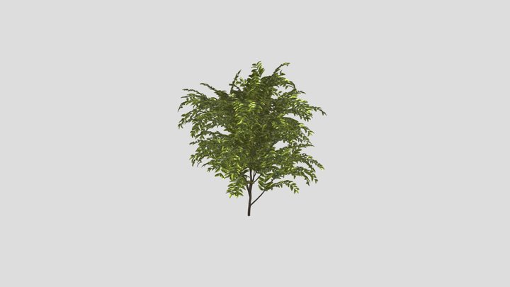 Simple Bush Plant