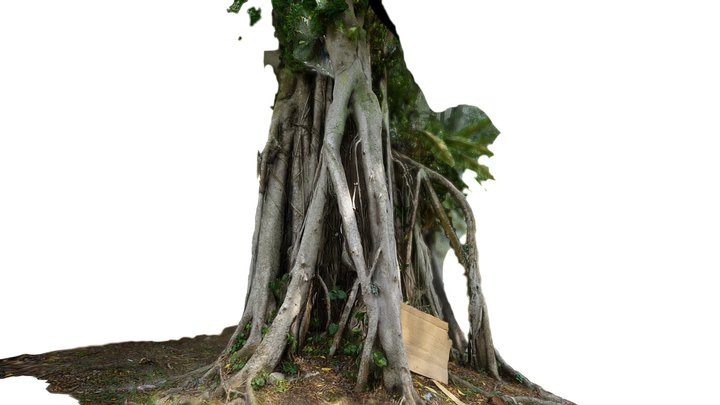 Singaporean Akira Tree 3D Model