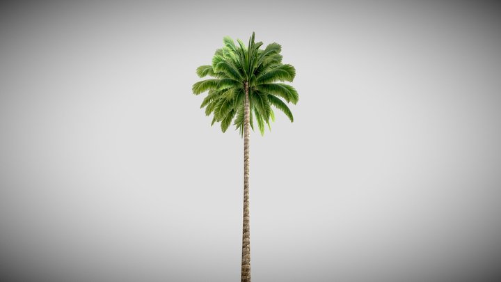 Palm Tree PNG Realistic